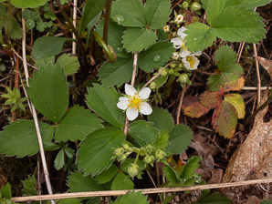 Fragaria virginiana (common strawberry, Virginia strawberry, wild strawberry, strawberry)