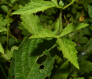 Geum laciniatum (rough avens)