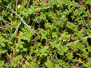 Glaux maritima (sea-milkwort, sea milkwort)