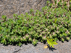 Glaux maritima (sea-milkwort, sea milkwort)