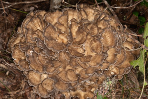 Grifola frondosa (hen of the woods)