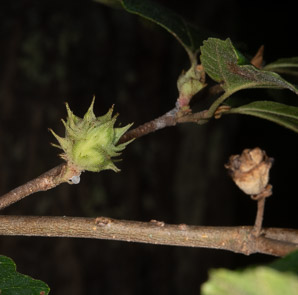 Hamamelis virginiana (witch-hazel, American witchhazel, winterbloom, witch hazel)