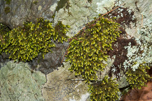 Hedwigia ciliata (white-tipped moss, fringed hoar-moss, ciliate hedwigia moss)