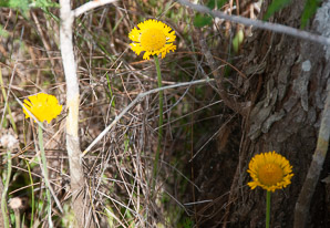 Helenium pinnatifidum (southeastern sneezeweed)