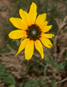 Helianthus annuus (sunflower, common sunflower)