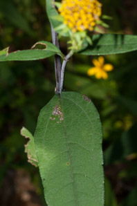 Helianthus divaricatus (woodland sunflower)