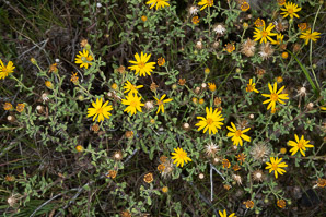 Heterotheca villosa (hairy false goldenaster)