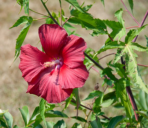 Hibiscus ‘Lord (hibiscus)