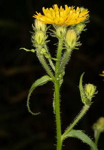 Hieracium caespitosum (field hawkweed, yellow hawkweed, meadow hawkweed, king devil, yellow paintbrush, devil’s paintbrush, yellow devil, yellow fox-and-cubs, yellow king-devil)