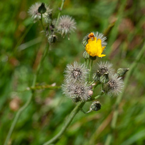 Hieracium caespitosum (field hawkweed, yellow hawkweed, meadow hawkweed, king devil, yellow paintbrush, devil’s paintbrush, yellow devil, yellow fox-and-cubs, yellow king-devil)