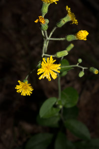 Hieracium gronovii (Gronovius’ hawkweed, hairy hawkweed, queendevil, beaked hawkweed)