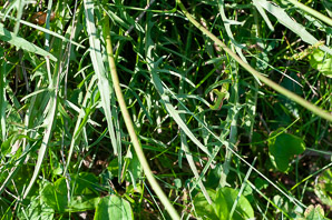 Hieracium paniculatum (panicled hawkweed, Allegheny hawkweed)