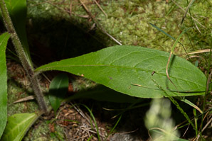 Hieracium scabrum (rough hawkweed, sticky hawkweed)