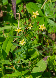 Hypericum mutilum (dwarf St. John’s-wort, dwarf St. Johnswort)