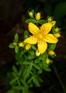 Hypericum perforatum (St. John’s wort, common St. John’s wort, common St. Johnswort)