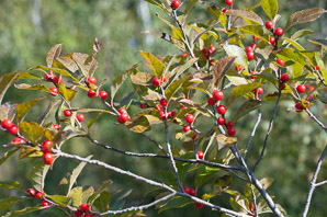 Ilex verticillata (winterberry, common winterberry)
