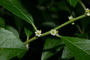 Ilex verticillata (winterberry ‘Red Sprite’, winterberry, American winterberry)