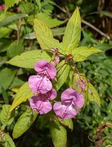 Impatiens glandulifera (Himalayan balsam, kiss-me-on-the-mountain, ornamental jewelweed)