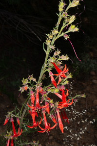 Ipomopsis aggregata (scarlet gilia, scarlet trumpet, skyrocket)