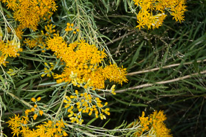 Isocoma pluriflora (jimmyweed, jimmy goldenweed, southern goldenbush)