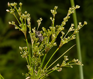 Juncus effusus (soft rush, common rush)