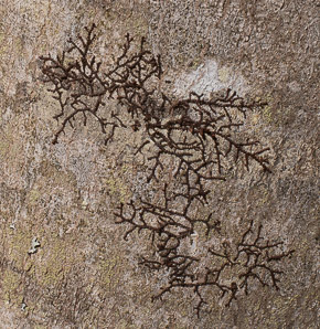 Jungermannia fragilifolia (spotty scalewort)
