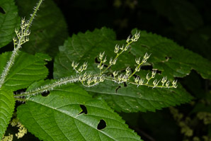 Laportea canadensis (wood nettle, Canadian woodnettle)