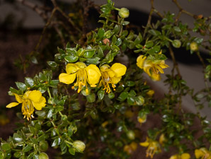 Larrea tridentata (creosote bush, chaparral)