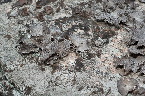 Lasallia papulosa (common toadskin lichen, blistered naval lichen)