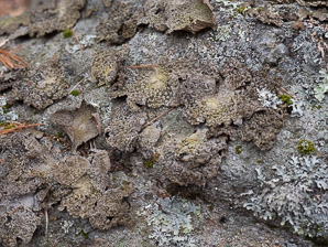 Lasallia papulosa (common toadskin lichen, blistered naval lichen)