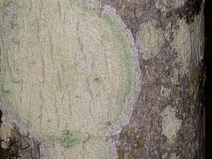 Lecanora thysanophora (mapledust lichen)