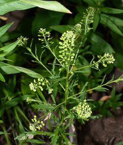 Lepidium virginicum (peppergrass, Virginia pepperweed)