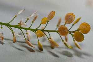 Lepidium virginicum (peppergrass, Virginia pepperweed)