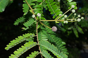 Leucaena leucocephala (white leadtree, jumbie bean, jumbay, river tamarind, pearl wattle, ipil-ipil, tan-tan, white popinac, coffee bush, cow tamarind, miusina)
