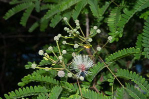 Leucaena leucocephala (white leadtree, jumbie bean, jumbay, river tamarind, pearl wattle, ipil-ipil, tan-tan, white popinac, coffee bush, cow tamarind, miusina)