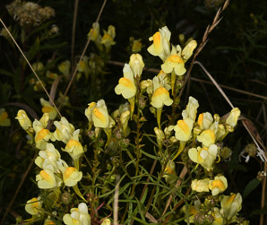 Linaria vulgaris (butter and eggs, common toadflax, yellow toadflax)