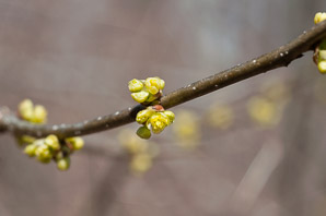 Lindera benzoin (northern spicebush)