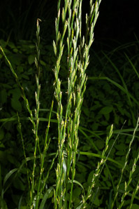 Lolium perenne (perennial ryegrass, English ryegrass, winter ryegrass, ray grass)