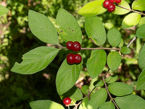 Lonicera morrowii (Morrow’s honeysuckle)