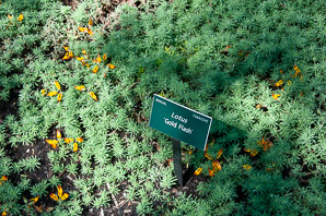 Lotus maculata