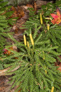 Lycopodium annotinum (bristly clubmoss, interrupted clubmoss, stiff clubmoss)