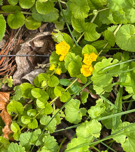 Lysimachia nummularia (moneywort, creeping jenny)