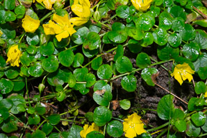 Lysimachia nummularia (moneywort, creeping jenny)