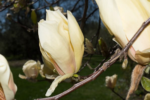 Magnolia stellata (star magnolia)