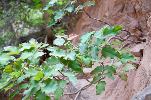 Mahonia aquifolium (oregon grape, hollyleaved barberry)
