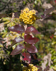 Mahonia aquifolium (oregon grape, hollyleaved barberry)