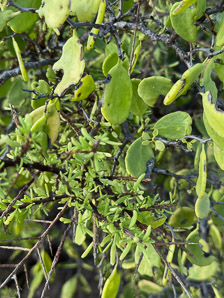 Maytenus octogona (Galápagos leatherleaf, maytenus, leatherleaf, arrayancillo, rompe ollas)