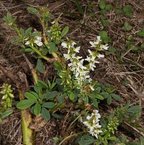 Melilotus officinalis (white sweet clover, yellow sweet clover, sweet clover, sweetclover)