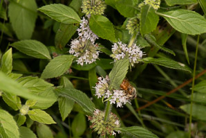Mentha arvensis (field mint, wild mint, corn mint)