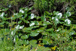 Nuphar lutea (yellow pond lily, spatterdock, yellow pond-lily)